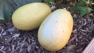When and How to Harvest Spaghetti Squash