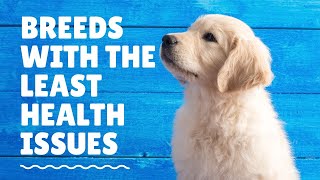 Breeds that have the least health issues by Dogs of YouTube 221 views 1 year ago 2 minutes, 59 seconds