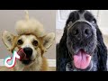 🤣Funny Dog Videos 2021🤣 🐶 It&#39;s time to LAUGH with Dog&#39;s life #5