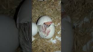 Chick Hatching (Thermocol Box Incubator) #Viral #Shorts