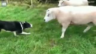 Çoban Köpeği vs. Koyun