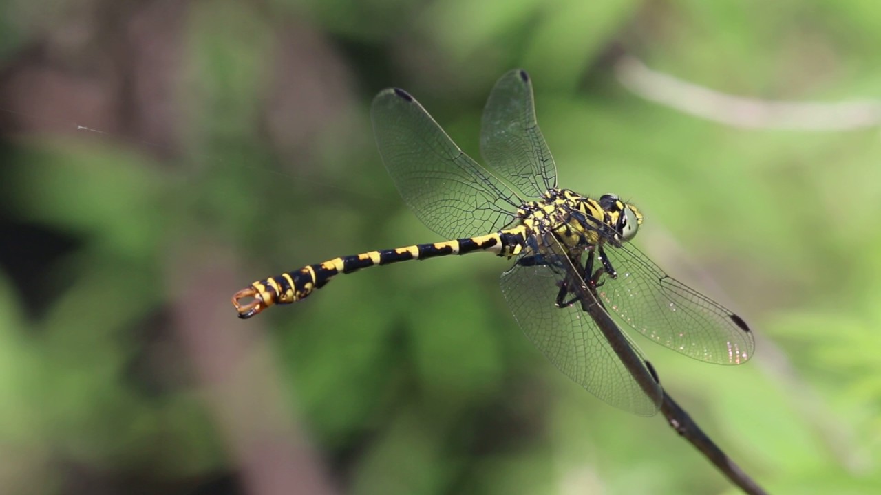 Dragonfly: Onychogomphus forcipatus