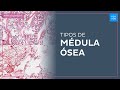 Tipos de médula ósea - Histología Fácil | Kenhub