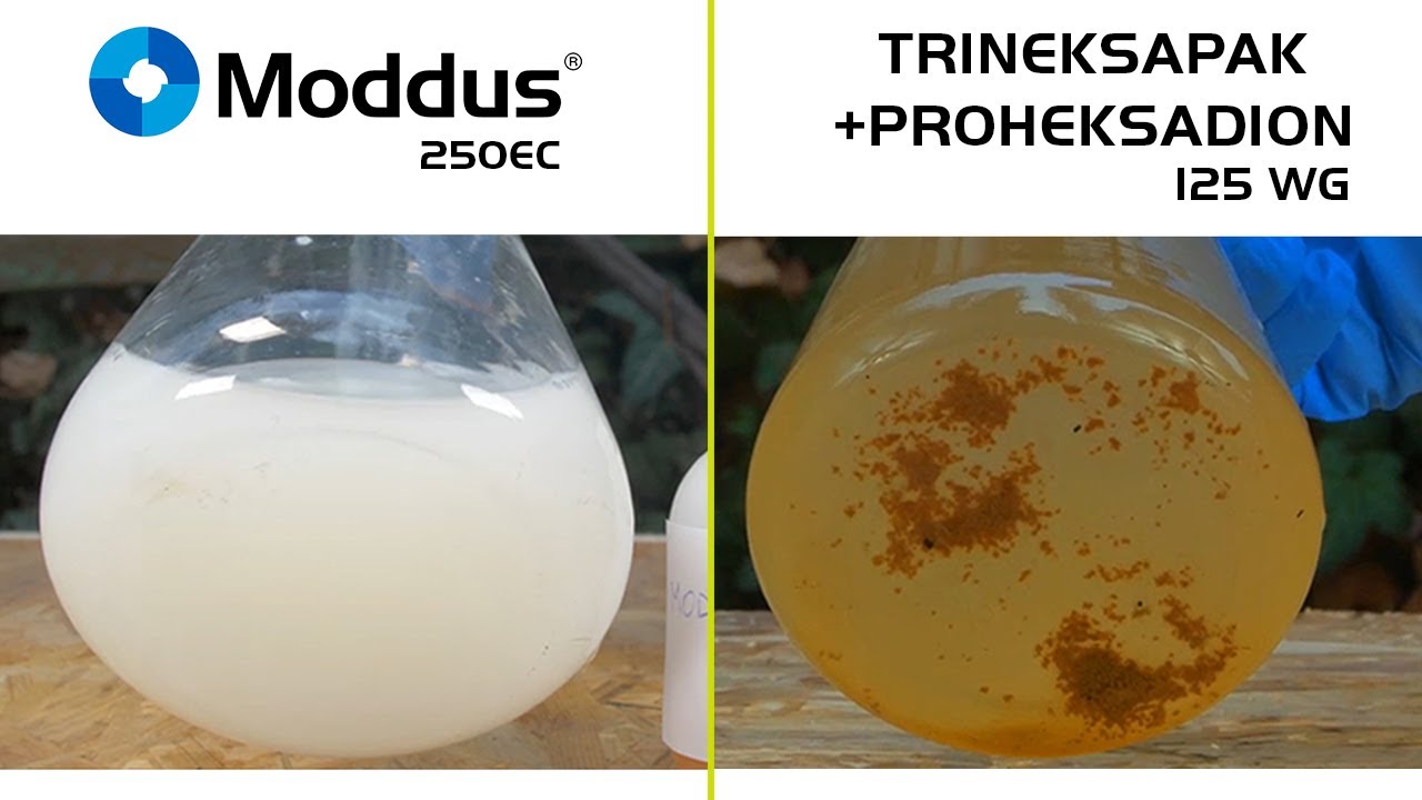 Porównanie rozpuszczalności Moddus vs. Proheksadion + trineksapak
