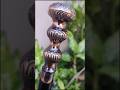 nautical antique brass black wood walking cane. #shorts #youtubeshorts #viral #viralshorts