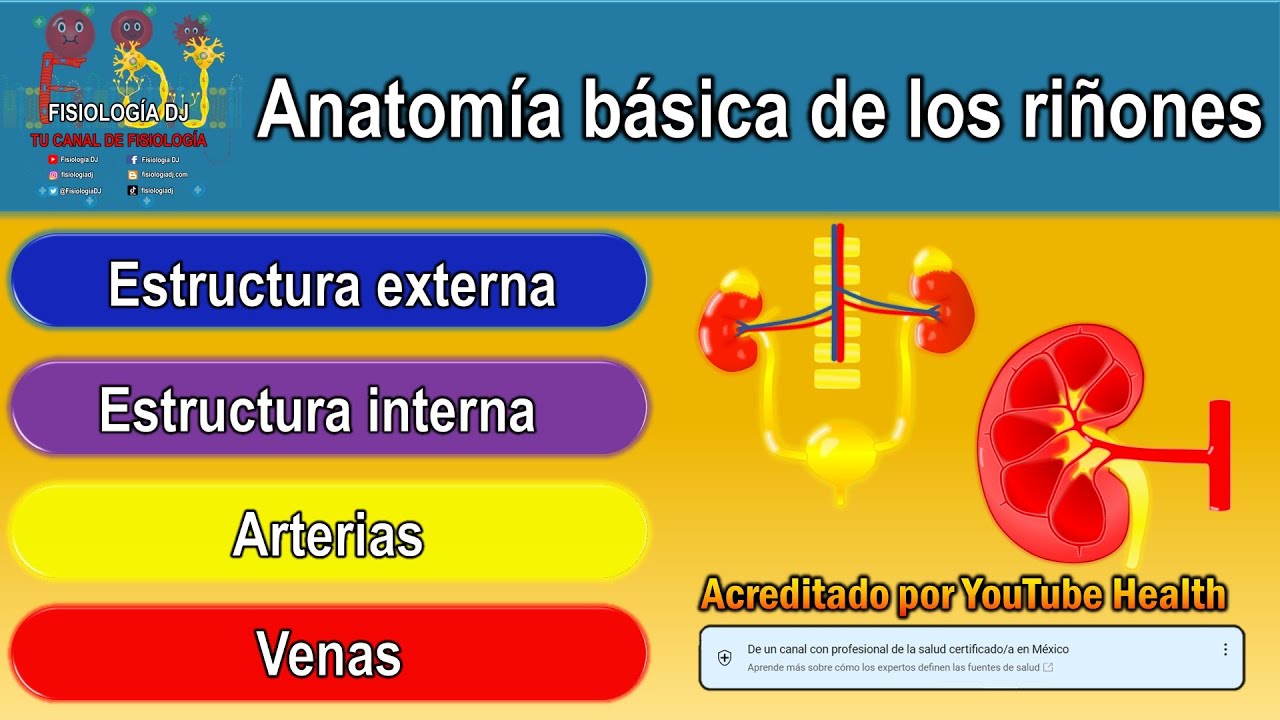 Anatomía del riñón | Anatomía del riñón y sus partes | Anatomía de los ...