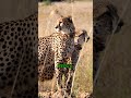 Unglaubliche Fakten zu nachhaltiger Landwirtschaft.  #wissen #unterhaltung #youtubeshorts