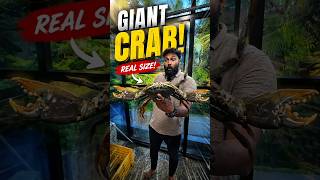 Would You Hold This Giant Mud Crab? 🦀