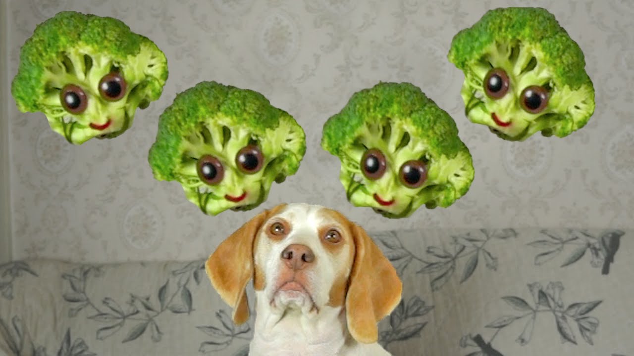 Dog vs. Broccoli: Cute Dog Maymo