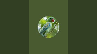 Blue Green Parrot is live!