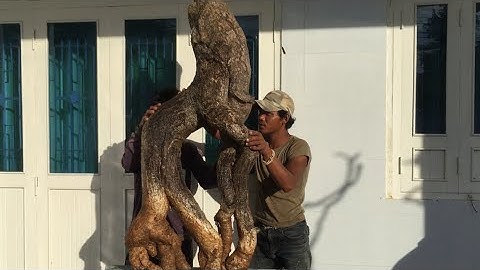 rễ cóc chua(X)quái vật siêu khủng hàng độc lh 0795050333