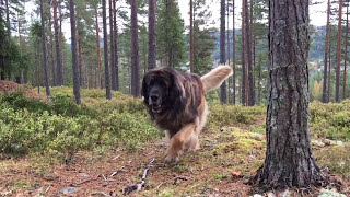 Leonberger having a run in the forest