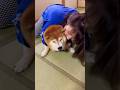 柴犬福 姉に絡まれてる時の柴犬の顔🤣Sister and Shiba🤣#shorts #姉と柴 #funny #funnydog #dogshorts #comedy #시바견