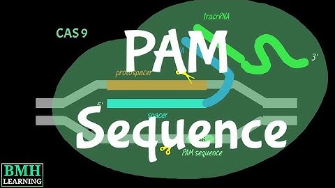 PAM Sequence | PAM Sequence Gor CRISPR | PAM Seq | Protospacer Adjacent Motif |