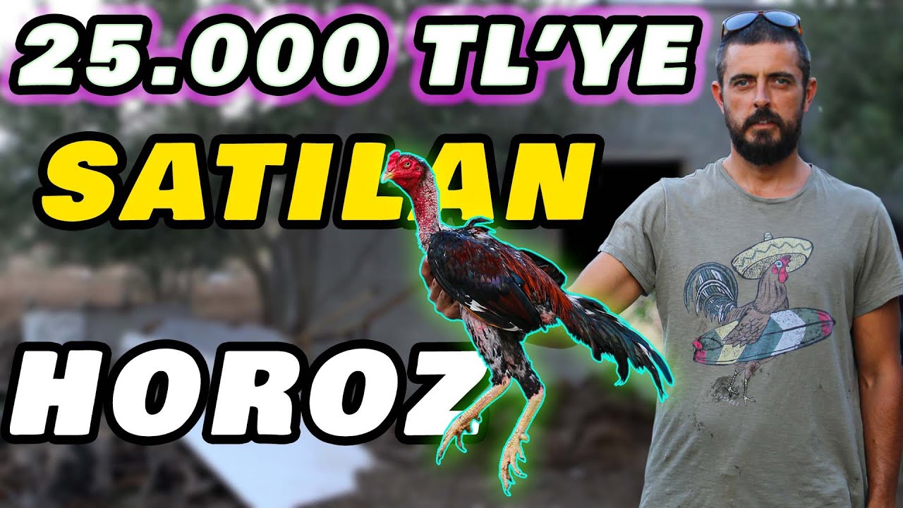 "2 Tane Hint Horozu Bir Arada Barınamaz!" - Ramazan Koçlu Hint Horozu Çiftliği