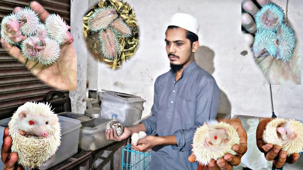 Hedgehog farming in india || hedgehog 🦔 breeding progress 