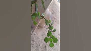 #تلاوات #سورة_الكهف #جمعة_مباركة #اكسبلور #غزة #قران_كريم #لايك #قرآن #الرحمن