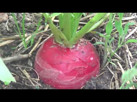 Video: Rábano Verde (27 Fotos): ¿por Qué Se Llama Así? ¿Cómo Plantar Semillas? Variedades. ¿Cómo Cultivarlo Al Aire Libre Y Almacenarlo?