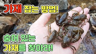 가재 잡기! 산속 계곡에서 가재를 찾아보자! 도롱뇽은 덤 [TV생물도감]