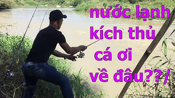 Ký sự câu Chạch Lấu- cá Heo Thác Reo- Bình Thuận. Mớ cá sông ngon khi trời trở lạnh