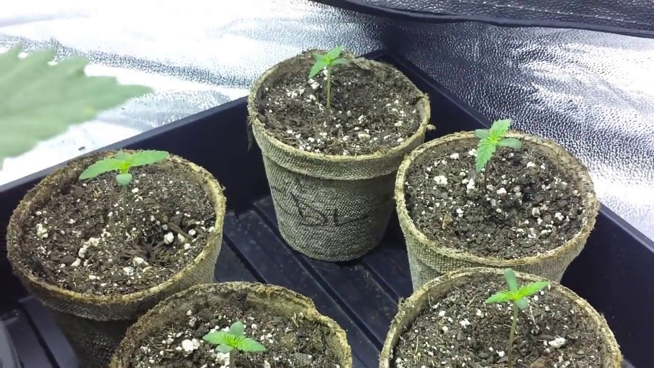 Tahoe OG Granddaddy Purple Candyland Attitude Seed Bank START TO FINISH