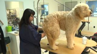 dog day care hickory nc