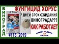 🍇 Неужели ПРАВДА? ХОРУС на винограде. 7 дней срок ожидания. Фунгицид по милдью, оидиуму и гнилям.