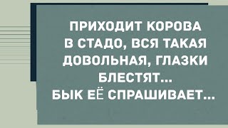 Приходит корова в стадо, вся такая довольная.... Юмор! Смех! Позитив!