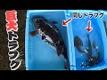 【2キロ超え‼︎】フグの前歯は強力なので大きい分それだけ危険もありますよ！