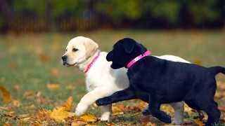 Labradors Are America’s Favorite Dog? by Animalist 10,041 views 8 years ago 31 seconds