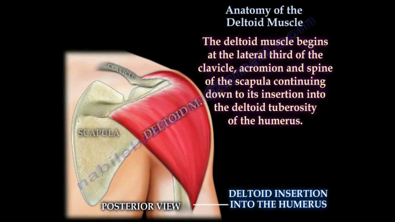 Anatomy Of The Deltoid Muscle - Everything You Need To Know - Dr. Nabil