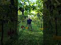 piove durante la vendemmia?