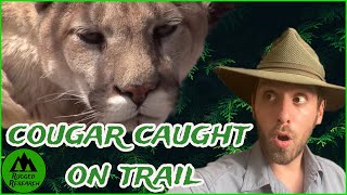 COUGAR caught ON TRAIL!
