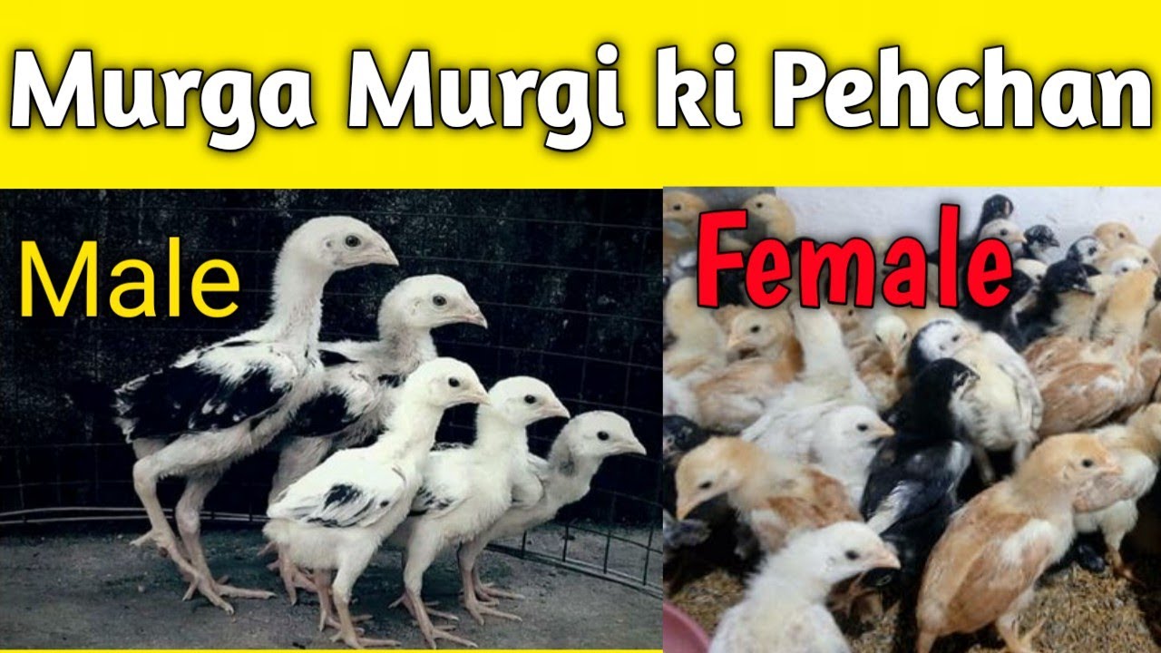 Murga Aur Murgi Ki Pahchan Kaise Karen Male Aur Female Ki Pahchan