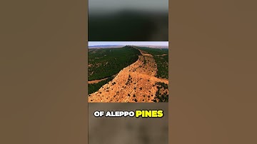 Unveiling the Deserts Green Miracle of Saharan Forest Project #algeria #algerie #sahara #nature#dz