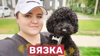 Пудель-ВЯЗКА | poodle mating