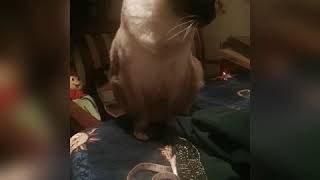 Уроки кройки и шитья от кошки Герды