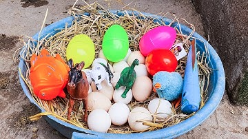 Tìm trứng gà và các con vật đồ chơi - con gà trống, con cá, con ngựa - con gì đây trong quả bóng