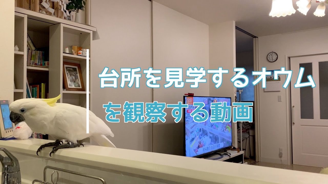台所を見学するオウム を観察する動画 Youtube