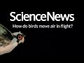 How do birds move air in flight? | Science News