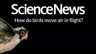 How do birds move air in flight? | Science News