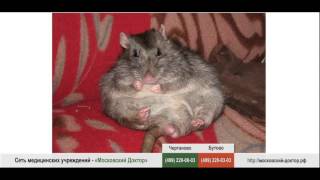 Крысы – провокаторы аллергии Крысы – провокаторы аллергии