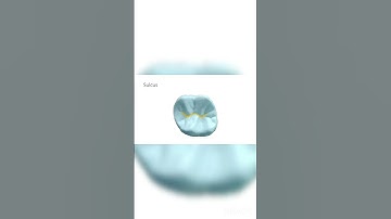 LANDMARKS OF TOOTH #shorts #dentalocclusion