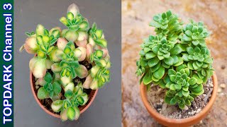 10 Lindas Variedades Aichryson