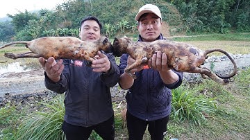 Mèo có ăn được tiết canh không nhỉ ? | Nhịp Sống Tây Bắc