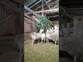 Овцы едят сосну
