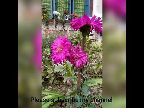 MY FLOWER GARDEN'S VIDEO|#shorts ,#2022 ,#viral #flowers ,#flowersgarden