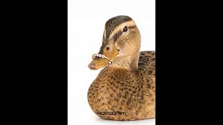 The Incredible Harmony Of Jewelry And Birds Nature-Inspired Art