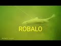 PESCARIA DE ROBALO