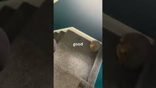 Stairway Guardian 🐶⛔: Play Meets Purpose #dogs #dog